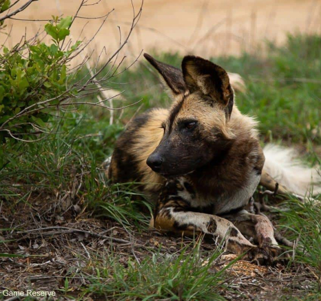 33Amy Leigh Wild Dogs 5 051120 Final 33Amy Leigh Wild Dogs 5 051120 Final