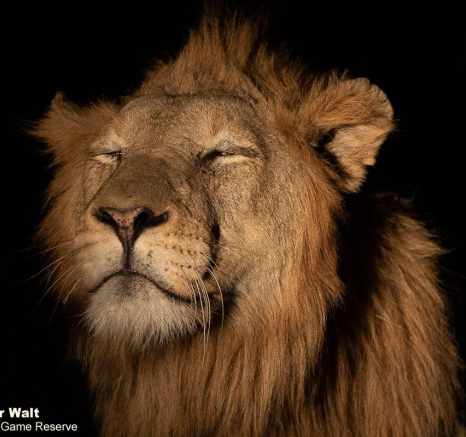 03Tyron Van Der Walt Lions 060521 5 Final