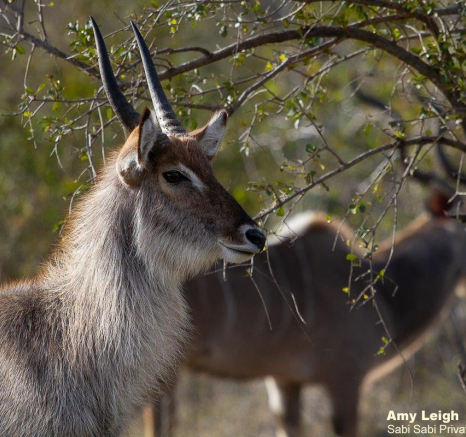 A04Amy Leigh Waterbuck 260622 Final A04Amy Leigh Waterbuck 260622 Final