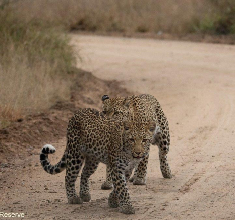 B06andries Leopards.kegeliajacana Blog 3 Final B06andries Leopards.kegeliajacana Blog 3 Final