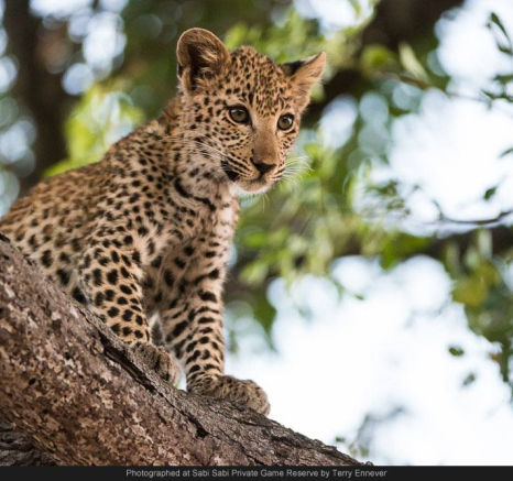 10494403 700683436645977 7702351267231827495 O