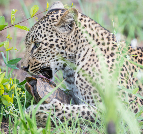 Terry Ennever Kelenge2 Terry Ennever Kelenge2