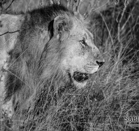 46Greg Heasman Male Female Lions 22 05 18 3 Final 46Greg Heasman Male Female Lions 22 05 18 3 Final