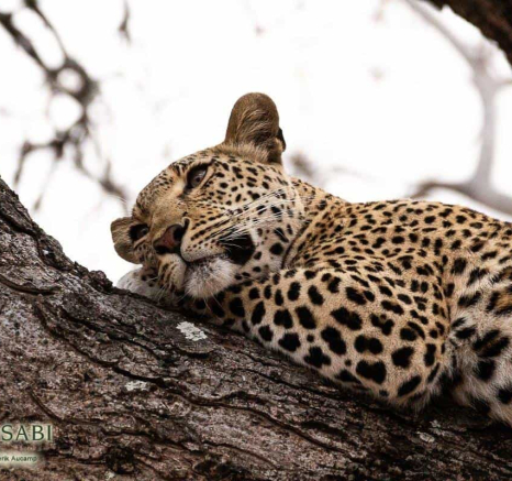 12Frederik Aucamp Kagelia Female Leopard 30 09 2018 3 Final 12Frederik Aucamp Kagelia Female Leopard 30 09 2018 3 Final