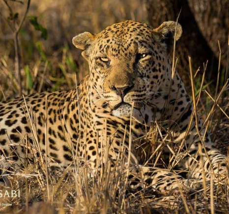 20Kevan Dobbie Xovo Warthog Kill 211018 6 Final