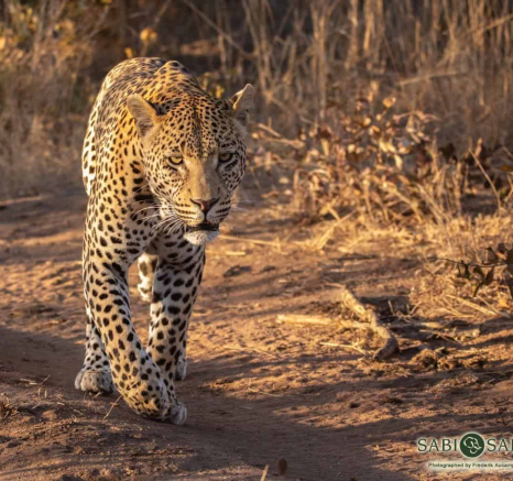 17Frederik Aucamp White Dam Male Leopard 23 06 2019 3 Final 17Frederik Aucamp White Dam Male Leopard 23 06 2019 3 Final