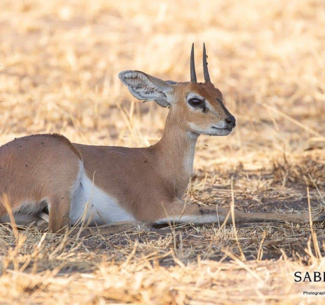 39Frederik Aucamp Steenbok 05 08 2019 2 Final 39Frederik Aucamp Steenbok 05 08 2019 2 Final