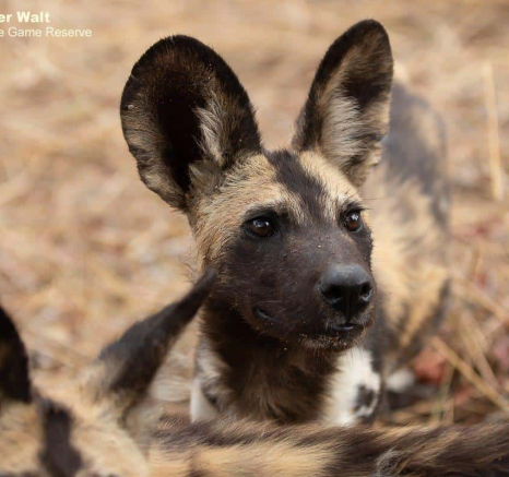 07Tyron Van Der Walt Wild Dog Pups 10112019 5 Final 07Tyron Van Der Walt Wild Dog Pups 10112019 5 Final