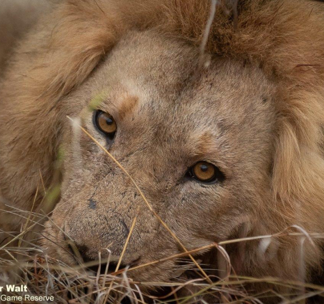 A15Tyron Van Der Walt Nwashishaka 031021 1 Final