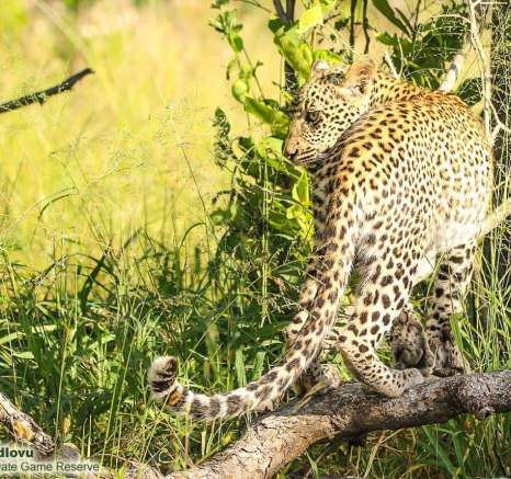 27andries.ndlovu Leopard.schotiacub 10.2.20 4 Final 27andries.ndlovu Leopard.schotiacub 10.2.20 4 Final