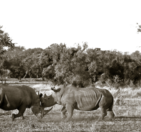 BW Rhino Joust 3 BW Rhino Joust 3