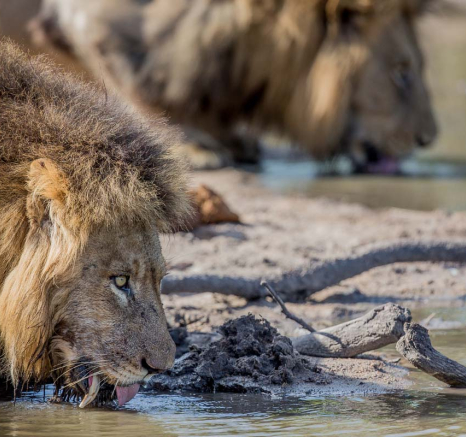 14Pravir Patel Lion05 180116 14Pravir Patel Lion05 180116