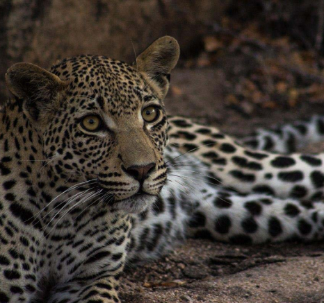 12Tayla McCurdy Hyena And WD Cub 12 May 16 1 Of 5 12Tayla McCurdy Hyena And WD Cub 12 May 16 1 Of 5