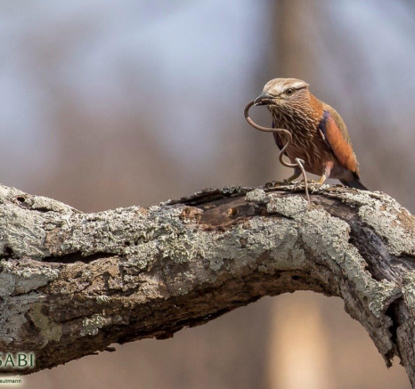 33Kyle Purple Roller Snake Kill 4 Final 33Kyle Purple Roller Snake Kill 4 Final