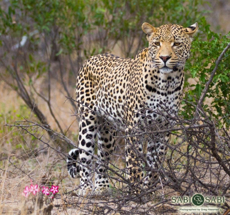 04Greg Heasman Young Male Leopard 3 Final 04Greg Heasman Young Male Leopard 3 Final