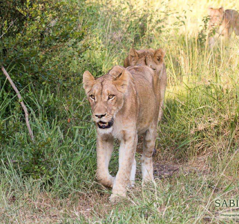 04Franscois Rosslee Sp 31012018 2 Final 04Franscois Rosslee Sp 31012018 2 Final