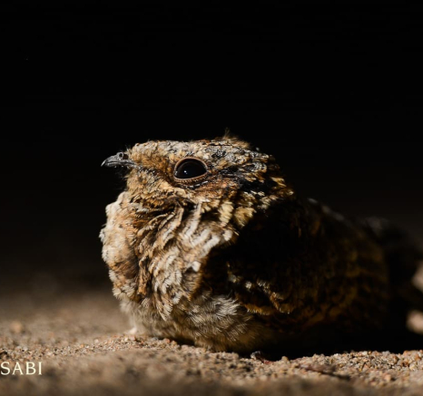 04Nightjar Craig Final 04Nightjar Craig Final