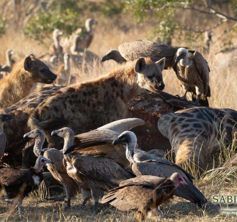29Louise Murray Giraffe Kill 23062019 5 Final 29Louise Murray Giraffe Kill 23062019 5 Final