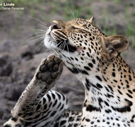 17Kevin Van Der Linde Ntsumi 24122019 Final 17Kevin Van Der Linde Ntsumi 24122019 Final