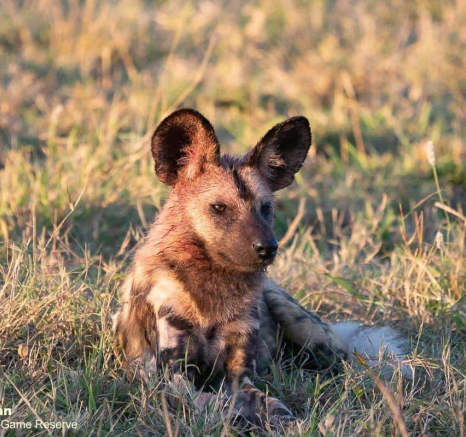 27Greg Heasman Wilddogs 29052020 2 Final