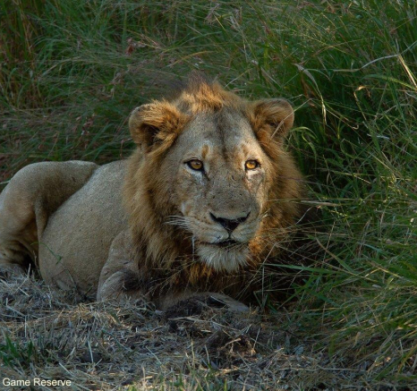 27Amy Leigh Lion 3 160521 Final