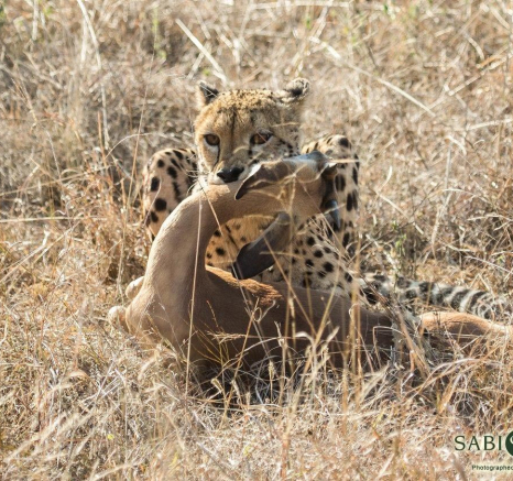 23Kevan Dobbie Cheetah 25.06.7 Final