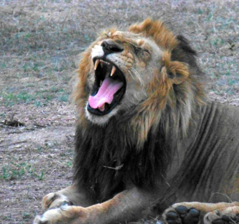 14Jan2014 Sue Neil Kendrick Lion 14Jan2014 Sue Neil Kendrick Lion