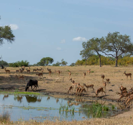 03Pravir Patel Waterhole 02 03Pravir Patel Waterhole 02