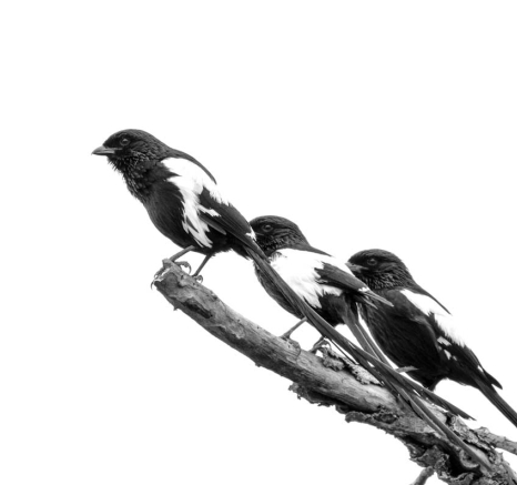 03Mike L Magpie Shrike 2 03Mike L Magpie Shrike 2