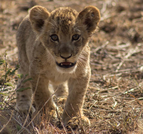 23Tayla McCurdy Lion Cubs 08 Feb 16 3 23Tayla McCurdy Lion Cubs 08 Feb 16 3