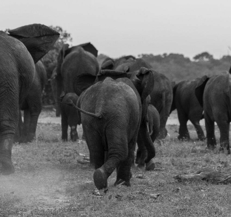12Tayla McCurdy Elephants 22 April 16 6 12Tayla McCurdy Elephants 22 April 16 6