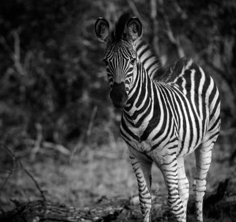09Mike Palmer Zebra 210616 1 09Mike Palmer Zebra 210616 1