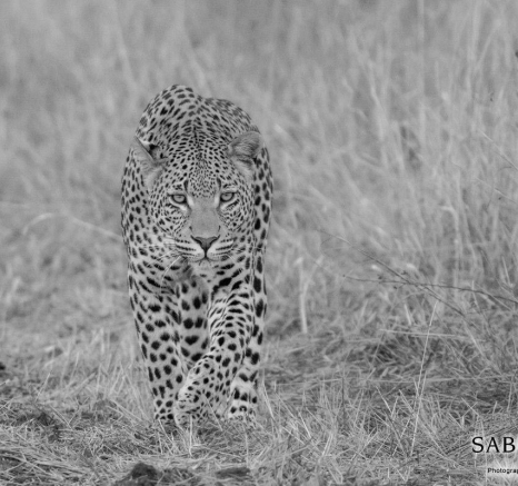 18Kyle 26 June WD Male Stalk 6 Final