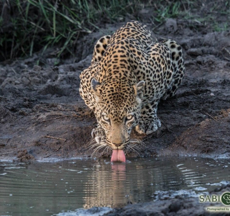 18Kevan Dobbie Kashan 001 Final