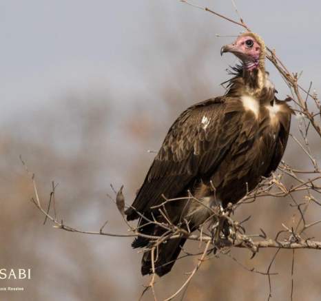24Franscois Rosslee Vulture 290817 Final 24Franscois Rosslee Vulture 290817 Final