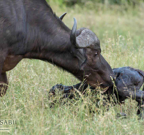 13Kyle 02 Mar Buffalo Birth 23 Final 13Kyle 02 Mar Buffalo Birth 23 Final