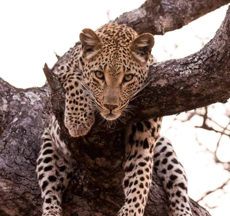 14Frederik Aucamp Ntsumi Female Leopard 24 09 2018 3 Final