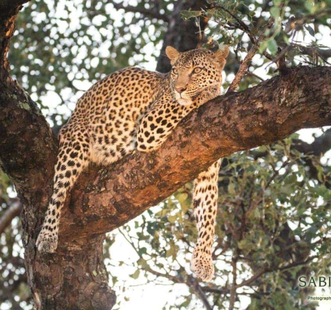 27Frederik Aucamp Kagelia Female Leopard 19 03 2019 2 Final 27Frederik Aucamp Kagelia Female Leopard 19 03 2019 2 Final