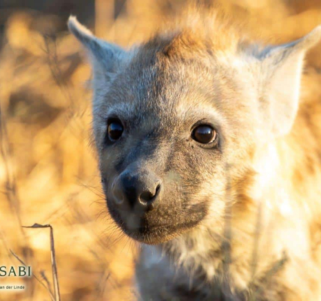 32Kevin Van Der Linde Hyena 02072019 Final 32Kevin Van Der Linde Hyena 02072019 Final
