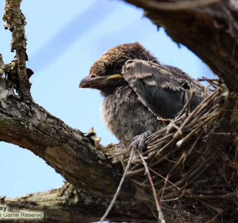 04Louise Murray Fork Tailed Drongo 27112018 Final