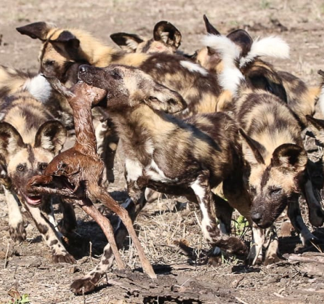 13andries Ndlovu Wild Dogs 151119 8