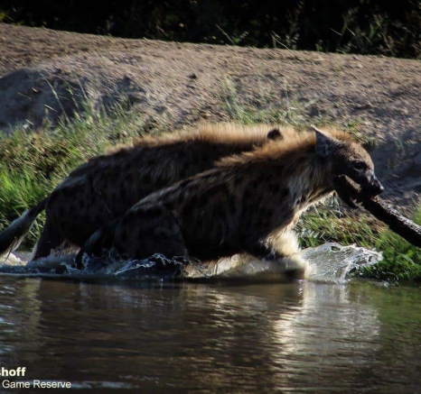 18Rebecca Boshoff Hyaena 17 Final 18Rebecca Boshoff Hyaena 17 Final