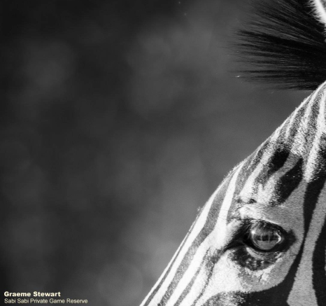 55Graeme Stewart Zebra 220720 Monochrome Final 55Graeme Stewart Zebra 220720 Monochrome Final