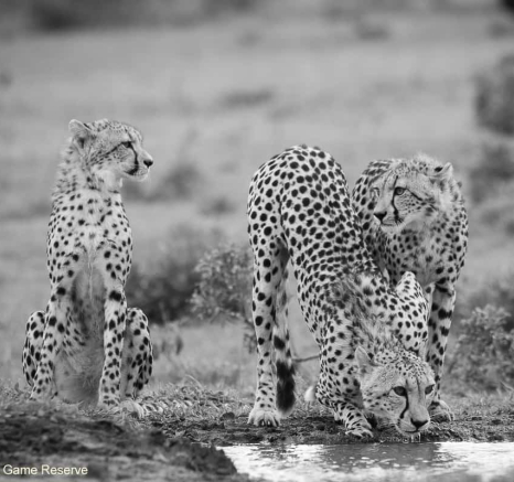 08Ally Ross 20201202 Cheetah And Cubs 010  Final