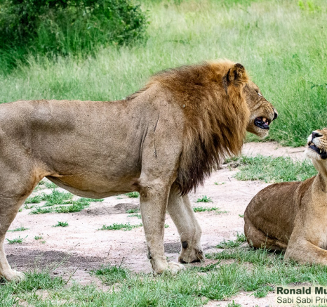 23ronald Mutero Mwash Kambula Mating 22022021 13 Final 23ronald Mutero Mwash Kambula Mating 22022021 13 Final