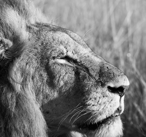 03Ally Ross 20200223 Nwas Male 01 Final