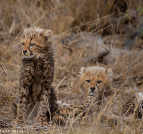 A12Amy Leigh Cheetah With Cubs 4 220921 Final A12Amy Leigh Cheetah With Cubs 4 220921 Final