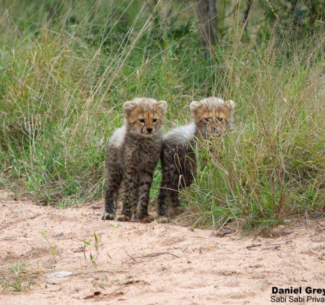 A03Daniel Greyvenstein Cheetah And Cubs 200527 6 5 Final