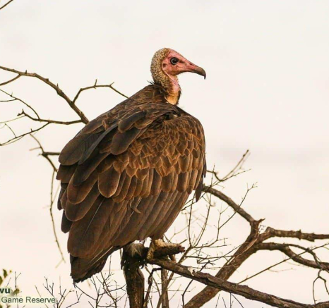 08andries.ndlovu Vulture.hooded 8.3.20 Final