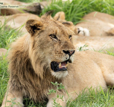 A42andries Lions.khumbula 271221 4 Final